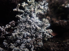 Stereocaulon vesuvianum