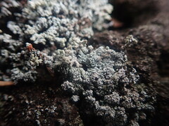 Stereocaulon vesuvianum