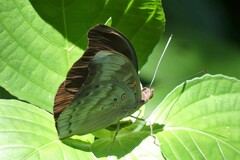 Dophla evelina