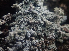 Stereocaulon vesuvianum