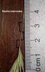 Elymus diversiglumis