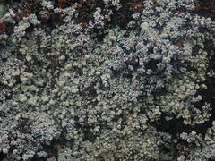 Stereocaulon vesuvianum