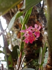 Epidendrum oxysepalum