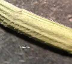 Elymus diversiglumis