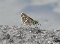 Dardarina dardaris