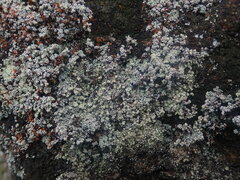 Stereocaulon vesuvianum