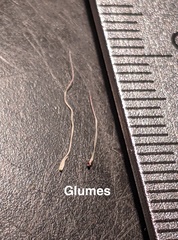 Elymus diversiglumis