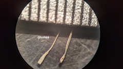 Elymus diversiglumis