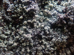 Stereocaulon vesuvianum