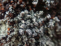 Stereocaulon vesuvianum