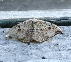 Drepana falcataria