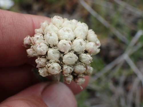 Handsome pussytoes (Antennaria anaphaloides)