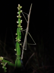 Tetanorhynchini