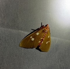 Tinolius eburneigutta