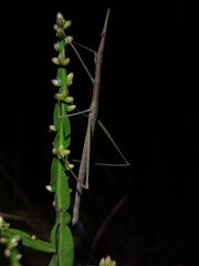 Tetanorhynchini