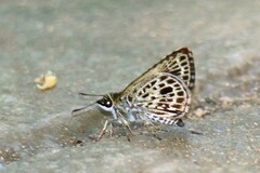 Sovia albipectus