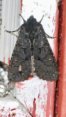 Apamea impulsa