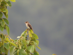 Empidonax albigularis