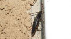 Dicrepidius corvinus