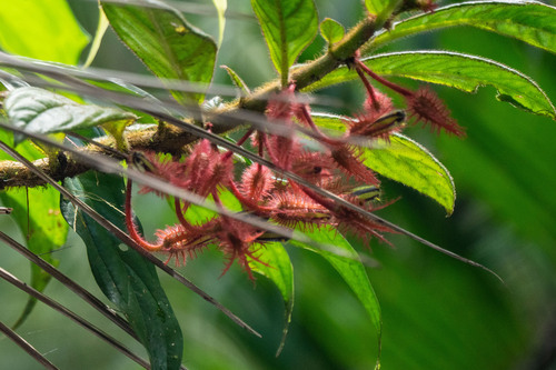 Columnea illepida