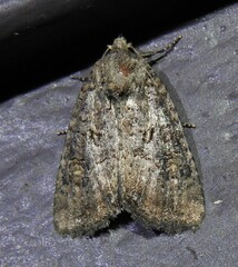 Mesapamea fractilinea