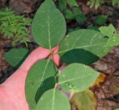 Euphorbia mercurialina