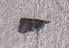 Satole ligniperdalis