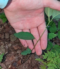 Euphorbia mercurialina