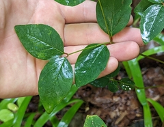 Euphorbia mercurialina