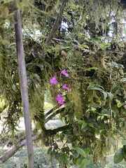 Comparettia falcata