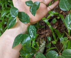 Euphorbia mercurialina