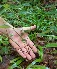Euphorbia mercurialina