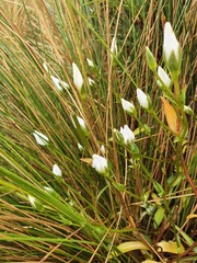 Gentianella montana montana