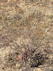 Eriogonum nudum psychicola