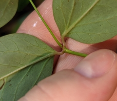 Euphorbia mercurialina