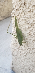 Phaneropterinae
