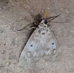 Sommeria marchalii