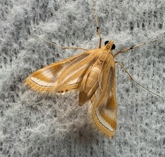 Lepidoptera