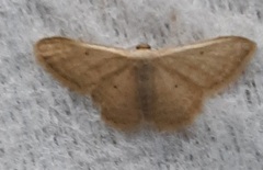 Sterrhinae