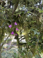 Comparettia falcata