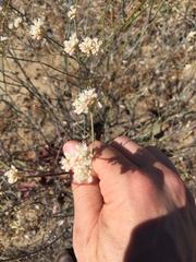 Eriogonum nudum psychicola