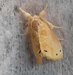 Lepidoptera