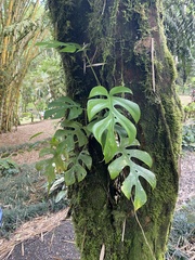 Rhaphidophora tetrasperma