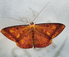 Lepidoptera