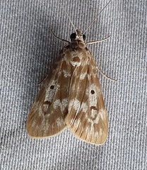 Sommeria marchalii