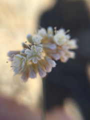 Eriogonum nudum psychicola