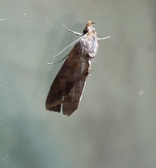 Lepidoptera