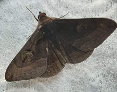 Lepidoptera