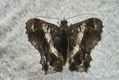 Lepidoptera