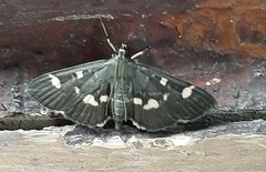 Herpetogramma luctuosalis